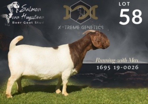 1 X BOER GOAT STUD DOE Salmon van Huyssteen Boer Goat Stud