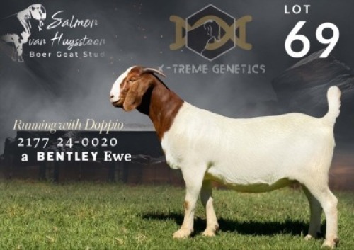 1 X BOER GOAT FLOCK TEATS DOE Salmon van Huyssteen Boer Goat Stud