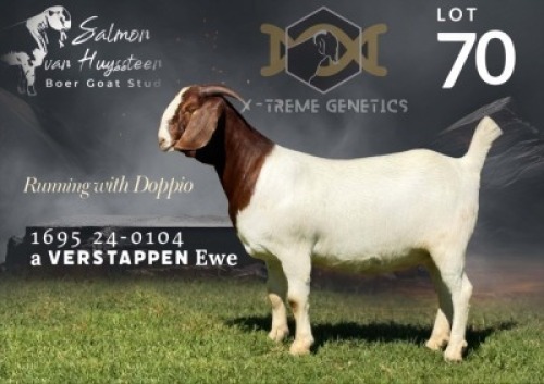 1 X BOER GOAT FLOCK PREGNANT DOE Salmon van Huyssteen Boer Goat Stud