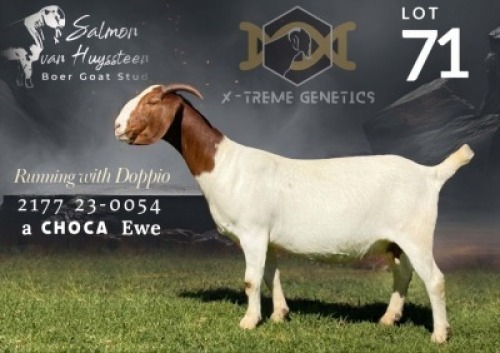 1 X BOER GOAT STUD DOE Salmon van Huyssteen Boer Goat Stud