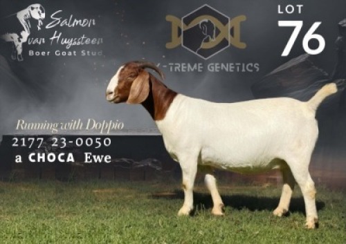 1 X BOER GOAT STUD PREGNANT DOE Salmon van Huyssteen Boer Goat Stud