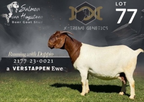 1 X BOER GOAT FLOCK COLOUR PREGNANT DOE Salmon van Huyssteen Boer Goat Stud