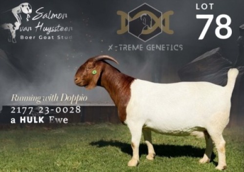 1 X BOER GOAT FLOCK TEATS PREGNANT DOE Salmon van Huyssteen Boer Goat Stud