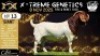1 X BOER GOAT STUD BUCK Collen Boerdery - 3