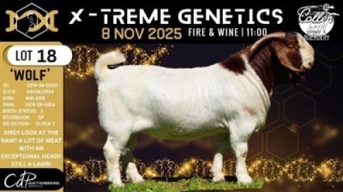 1 X BOER GOAT FLOCK TEATS BUCK Collen Boerdery