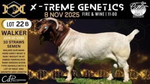 10 X BOER GOAT STUD SEMEN STRAW Collen Boerdery (Per piece to take the lot)