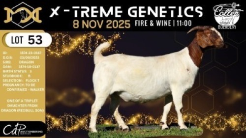 1 X BOER GOAT FLOCK TEATS DOE Collen Boerdery