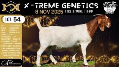 1 X BOER GOAT FLOCK COLOUR DOE Collen Boerdery