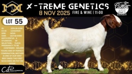 1 X BOER GOAT FLOCK DOE Collen Boerdery