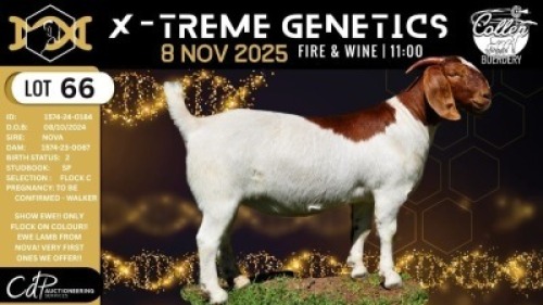 1 X BOER GOAT FLOCK COLOUR DOE Collen Boerdery