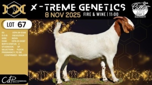 1 X BOER GOAT FLOCK DOE Collen Boerdery