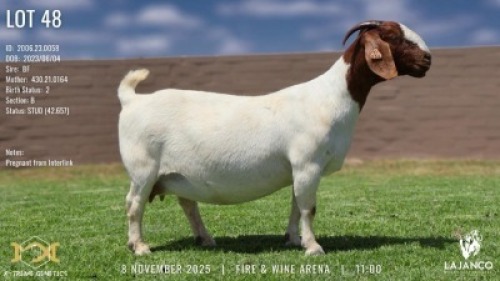 1 X BOER GOAT STUD PREGNANT DOE Lajanco Boerbokstoet