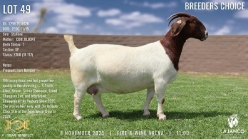 1+1 X BREEDERS CHOICE BOER GOAT STUD PREGNANT DOE Lajanco Boerbokstoet