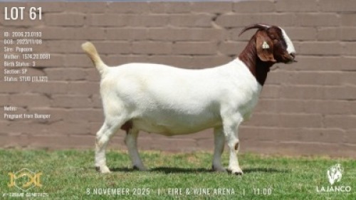 1 X BOER GOAT STUD PREGNANT DOE Lajanco Boerbokstoet