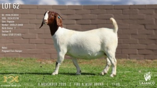 1 X BOER GOAT STUD PREGNANT DOE Lajanco Boerbokstoet