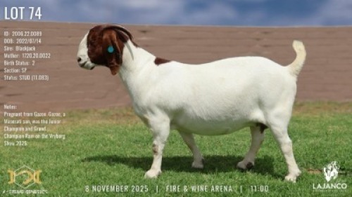 WITHDRAWN - 1 X BOER GOAT STUD PREGNANT DOE Lajanco Boerbokstoet