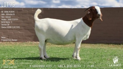 1 X BOER GOAT FLOCK COLOUR PREGNANT DOE Lajanco Boerbokstoet