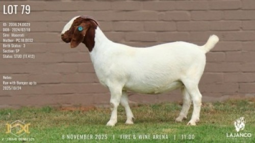 1 X BOER GOAT STUD DOE Lajanco Boerbokstoet
