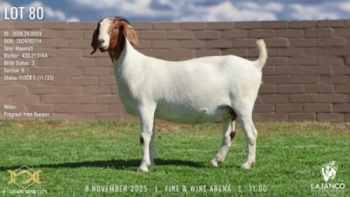 1 X BOER GOAT FLOCK COLOUR PREGNANT DOE Lajanco Boerbokstoet