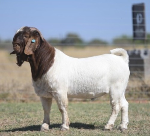 1 X BREEDERS CHOICE BOER GOAT STUD BUCK Joubert Horn Boergoat Stud