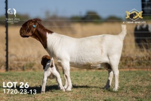 1+1 X BOER GOAT STUD DOE Joubert Horn Boergoat Stud