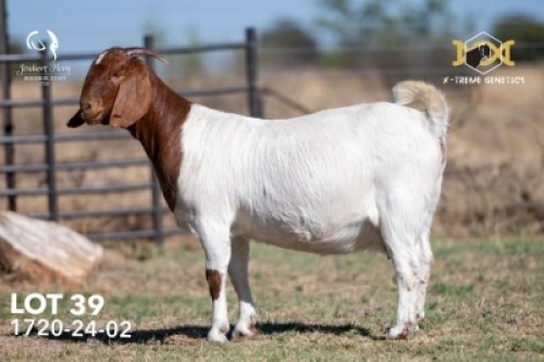 1+2 X BOER GOAT FLOCK COLOUR DOE Joubert Horn Boergoat Stud