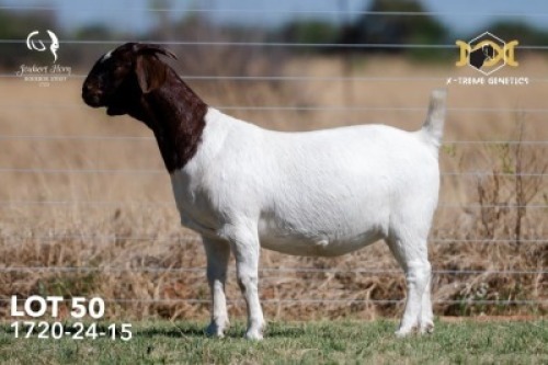 1 X BOER GOAT FLOCK TEATS DOE Joubert Horn Boergoat Stud