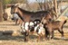 1 + 2 X CAPE LOB EAR EWE GOAT RED RIBBON - CAPE LOB EAR - 7