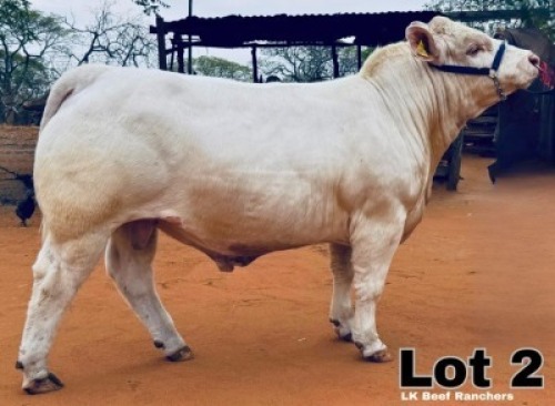 1 X CHAROLAIS BULL LK Beef Ranchers