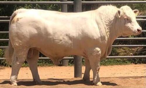 1 X CHAROLAIS BULL Marshall Charolais Stud