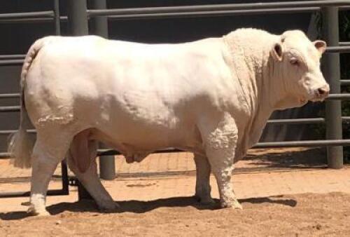1 X CHAROLAIS BULL Marshall Charolais Stud