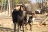 1 + 2 X CAPE LOB EAR EWE GOAT RED RIBBON - CAPE LOB EAR - 9