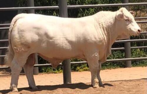 1 X CHAROLAIS BULL Marshall Charolais Stud