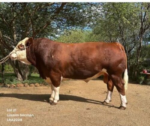 1 X SIMMENTAL BULL Lussim Simmentaler Stud