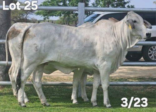 1 X GREY BRAHMAN HEIFER Wayside Brahman Stud