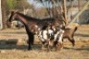 1 + 2 X CAPE LOB EAR EWE GOAT RED RIBBON - CAPE LOB EAR - 10