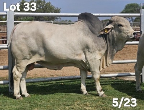 1 X BRAHMAN BULL Wayside Brahman Stud