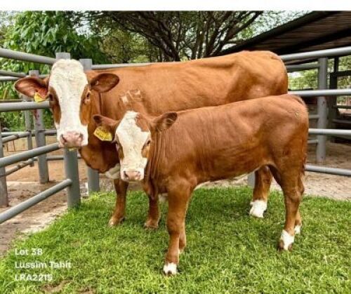 1+1 X SIMMENTAL COW & CALF Lussim Simmentaler Stud
