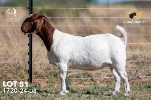 1 X BOER GOAT FLOCK DOE Joubert Horn Boergoat Stud