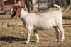 1 X BOERBOK EWE WIL JO BOERBOK STUD - 6