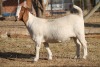 1 X BOERBOK EWE WIL JO BOERBOK STUD - 7