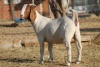 1 X BOERBOK EWE WIL JO BOERBOK STUD - 8