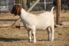 1 X BOERBOK EWE WIL JO BOERBOK STUD - 9