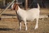 1 X BOERBOK EWE WIL JO BOERBOK STUD - 10