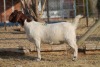 1 X BOERBOK EWE WIL JO BOERBOK STUD - 4