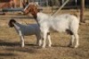 1 + 1 X BOERBOK EWE WIL JO BOERBOK STUD - 7