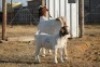 1 + 1 X BOERBOK EWE WIL JO BOERBOK STUD - 8