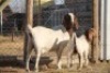1 + 1 X BOERBOK EWE WIL JO BOERBOK STUD - 4