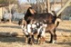 1 + 2 X CAPE LOB EAR EWE GOAT RED RIBBON - CAPE LOB EAR - 6