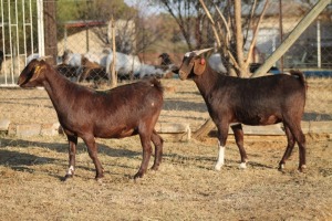 2 X CAPE LOB EAR GOAT EWE RED RIBBON - CAPE LOB EAR (Per Piece to take the lot)